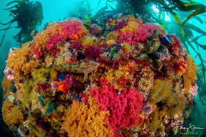 Colorful reef @False bay, Simon's town, South-Africa. by Filip Staes 